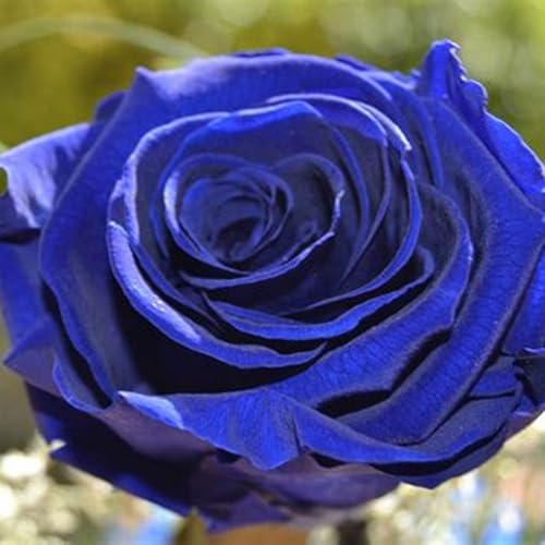 Rosenpflanze Knollen,Winterharte mehrjährig Pflanzen,seltene pflanze,Rosenrhizom,lila Rose pflanze Kaufen,Duftende rosen winterhart,Blumenzwiebeln winterhart.-5zwiebeln-B Rosenpflanze Knollen,Winterharte mehrjährig Pflanzen,seltene pflanze,Rosenrhizom,lila Rose pflanze Kaufen,Duftende rosen winterhart,Blumenzwiebeln winterhart.-5zwiebeln-B von JASNDH