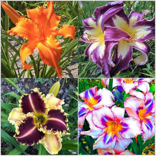 Taglilien Knollen,winterhart pflanze,taglilien winterhart mehrjährig pflanze,hemerocallis pflanzen,taglilien rhizome,Hemerocallis Knollen.-3zwiebeln-B Taglilien Knollen,winterhart pflanze,taglilien winterhart mehrjährig pflanze,hemerocallis pflanzen,taglilien rhizome,Hemerocallis Knollen.-3zwiebeln-B von JASNDH