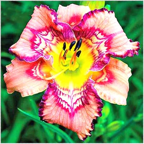 Taglilien Knollen,winterhart pflanze,taglilien winterhart mehrjährig pflanze,hemerocallis pflanzen,taglilien rhizome,Hemerocallis Knollen.-3zwiebeln-K Taglilien Knollen,winterhart pflanze,taglilien winterhart mehrjährig pflanze,hemerocallis pflanzen,taglilien rhizome,Hemerocallis Knollen.-3zwiebeln-K von JASNDH