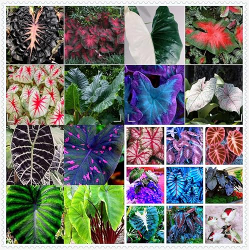 Taro elefantenohr,Winterharte mehrjährige,Seltene,Einfach zu Pflegen,Schnelles Wachstum-mit Auffälligen Blüten.-10rhizome-H Taro elefantenohr,Winterharte mehrjährige,Seltene,Einfach zu Pflegen,Schnelles Wachstum-mit Auffälligen Blüten.-10rhizome-H von JASNDH