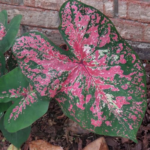Taro elefantenohr,Winterharte mehrjährige,Seltene,Einfach zu Pflegen,Schnelles Wachstum-mit Auffälligen Blüten.-15rhizome-I Taro elefantenohr,Winterharte mehrjährige,Seltene,Einfach zu Pflegen,Schnelles Wachstum-mit Auffälligen Blüten.-15rhizome-I von JASNDH