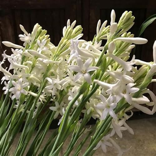 Tuberose Knollen,tuberose bulb,Tuberose Winterhart MehrjäHrig,Tuberose pflanze winterharte,Staude Top Sorte,tuberose pflanze.- 8zwiebeln-G Tuberose Knollen,tuberose bulb,Tuberose Winterhart MehrjäHrig,Tuberose pflanze winterharte,Staude Top Sorte,tuberose pflanze.- 8zwiebeln-G von JASNDH