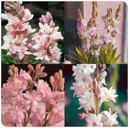 Tuberose Knollen,winterharte,Tuberose Winterhart MehrjäHrig,Staude TOP SORTE,Tuberose pflanze winterharte,tuberose bulb,tuberose pflanze.- 10zwiebeln-G Tuberose Knollen,winterharte,Tuberose Winterhart MehrjäHrig,Staude TOP SORTE,Tuberose pflanze winterharte,tuberose bulb,tuberose pflanze.- 10zwiebeln-G von JASNDH