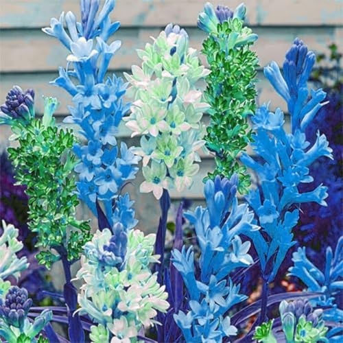Tuberose Knollen,winterharte,Tuberose Winterhart MehrjäHrig,Staude TOP SORTE,Tuberose pflanze winterharte,tuberose bulb,tuberose pflanze.- 15zwiebeln-L Tuberose Knollen,winterharte,Tuberose Winterhart MehrjäHrig,Staude TOP SORTE,Tuberose pflanze winterharte,tuberose bulb,tuberose pflanze.- 15zwiebeln-L von JASNDH