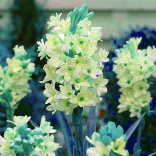 Tuberose Knollen,winterharte,Tuberose Winterhart MehrjäHrig,Staude TOP SORTE,Tuberose pflanze winterharte,tuberose bulb,tuberose pflanze.- 6zwiebeln-O Tuberose Knollen,winterharte,Tuberose Winterhart MehrjäHrig,Staude TOP SORTE,Tuberose pflanze winterharte,tuberose bulb,tuberose pflanze.- 6zwiebeln-O von JASNDH