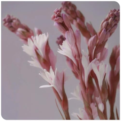 Tuberose Knollen,winterharte,Tuberose Winterhart MehrjäHrig,Tuberose pflanze winterharte,tuberose bulb,Staude Top Sorte,tuberose pflanze.- 6zwiebeln-H Tuberose Knollen,winterharte,Tuberose Winterhart MehrjäHrig,Tuberose pflanze winterharte,tuberose bulb,Staude Top Sorte,tuberose pflanze.- 6zwiebeln-H von JASNDH
