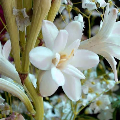 Tuberose Winterhart MehrjäHrig,Tuberose winterharte,Staude Top Sorte,Die BläTter Sind Sehr Groß-Einfach zu Pflegen- 15Pcs-A Tuberose Winterhart MehrjäHrig,Tuberose winterharte,Staude Top Sorte,Die BläTter Sind Sehr Groß-Einfach zu Pflegen- 15Pcs-A von JASNDH