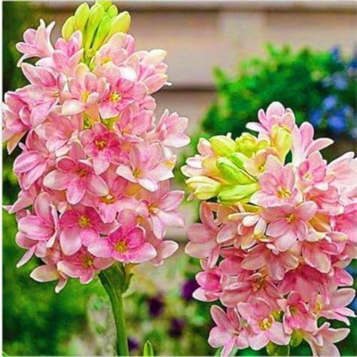 Tuberose Winterhart MehrjäHrig,Tuberose winterharte,Staude Top Sorte,Die BläTter Sind Sehr Groß-Einfach zu Pflegen- 15Pcs-B Tuberose Winterhart MehrjäHrig,Tuberose winterharte,Staude Top Sorte,Die BläTter Sind Sehr Groß-Einfach zu Pflegen- 15Pcs-B von JASNDH