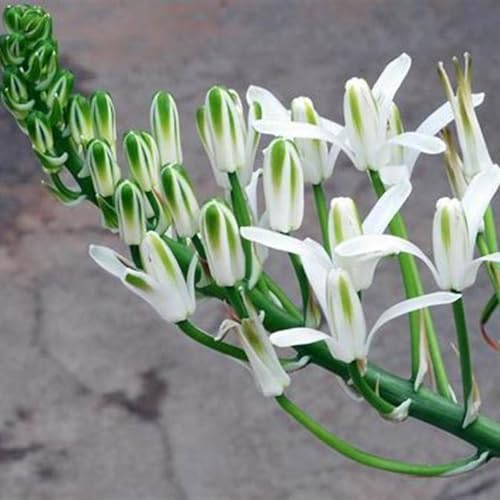 Tuberose Winterhart MehrjäHrig,Tuberose winterharte,Staude Top Sorte,Die BläTter Sind Sehr Groß-Einfach zu Pflegen- 15Pcs-H von JASNDH