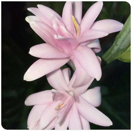 Tuberose Winterhart MehrjäHrig,Tuberose winterharte,Staude Top Sorte,Die BläTter Sind Sehr Groß-Einfach zu Pflegen-4Pcs-F Tuberose Winterhart MehrjäHrig,Tuberose winterharte,Staude Top Sorte,Die BläTter Sind Sehr Groß-Einfach zu Pflegen-4Pcs-F von JASNDH