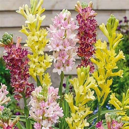 Tuberose Winterhart MehrjäHrig,Tuberose winterharte,Staude Top Sorte,Die BläTter Sind Sehr Groß-Einfach zu Pflegen-4Pcs-N Tuberose Winterhart MehrjäHrig,Tuberose winterharte,Staude Top Sorte,Die BläTter Sind Sehr Groß-Einfach zu Pflegen-4Pcs-N von JASNDH