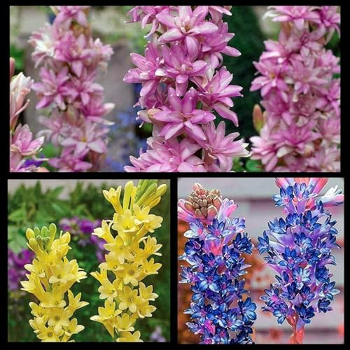 Tuberose Winterhart MehrjäHrig,Tuberose winterharte,Staude Top Sorte,Die BläTter Sind Sehr Groß-Einfach zu Pflegen-4Pcs-O Tuberose Winterhart MehrjäHrig,Tuberose winterharte,Staude Top Sorte,Die BläTter Sind Sehr Groß-Einfach zu Pflegen-4Pcs-O von JASNDH