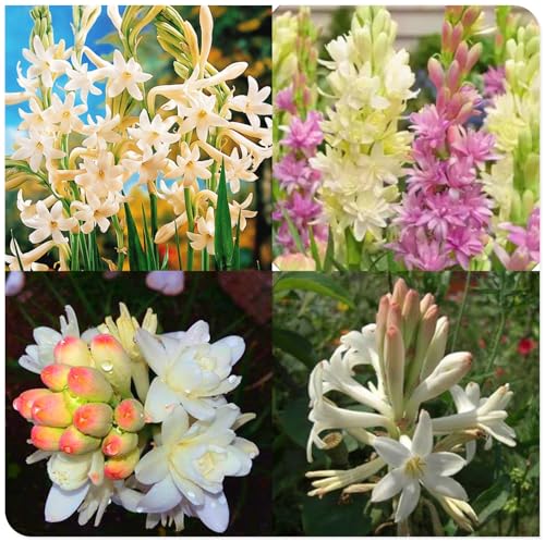 Tuberose Winterhart MehrjäHrig,Tuberose winterharte,Staude Top Sorte,Die BläTter Sind Sehr Groß-Einfach zu Pflegen- 6Pcs-D Tuberose Winterhart MehrjäHrig,Tuberose winterharte,Staude Top Sorte,Die BläTter Sind Sehr Groß-Einfach zu Pflegen- 6Pcs-D von JASNDH