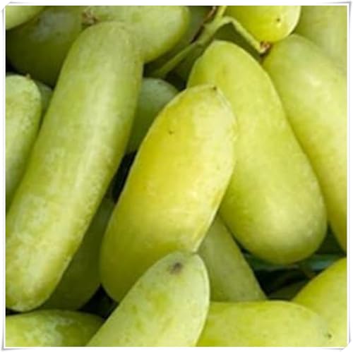 Weinreben Mix,Mysteriöse magische Glühbirne,Ständiger - perfekt für den Garten und den Innenpflanzen,Einfach professionell zu werden.-1Weinreben-O Weinreben Mix,Mysteriöse magische Glühbirne,Ständiger - perfekt für den Garten und den Innenpflanzen,Einfach professionell zu werden.-1Weinreben-O von JASNDH