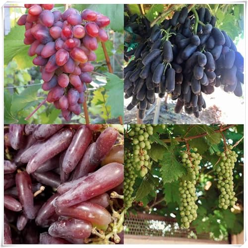 Weinreben Mix,Mysteriöse magische Glühbirne,Ständiger - perfekt für den Garten und den Innenpflanzen,Einfach professionell zu werden.-3Weinreben-N von JASNDH