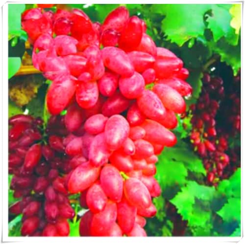 Weinreben Mix,Mysteriöse magische Glühbirne,Ständiger - perfekt für den Garten und den Innenpflanzen,Einfach professionell zu werden.-4Weinreben-E von JASNDH