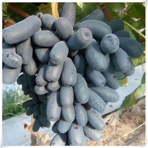 Weinreben Mix,Mysteriöse magische Glühbirne,Ständiger - perfekt für den Garten und den Innenpflanzen,Einfach professionell zu werden.-4Weinreben-K von JASNDH