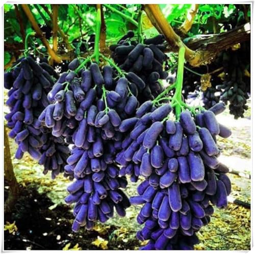 Weinreben Mix,Mysteriöse magische Glühbirne,Ständiger - perfekt für den Garten und den Innenpflanzen,Einfach professionell zu werden.-5Weinreben-H Weinreben Mix,Mysteriöse magische Glühbirne,Ständiger - perfekt für den Garten und den Innenpflanzen,Einfach professionell zu werden.-5Weinreben-H von JASNDH