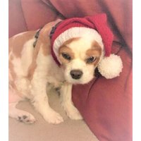 Hand Gestrickter Weihnachtshund Snood Hand Gestrickter Weihnachtshund Snood von JBSKRAFTS