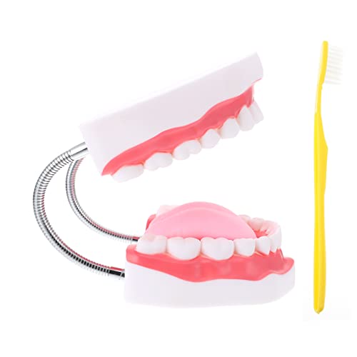 JECOMPRIS 1 Stück Zahnmodell Zahnbürste zahnmedizinisches Modell Zähne Modell groß Modell der Putzpraxis Zähneputzset modellhafte Lehrmittel Mundhöhlenmodell PVC von JECOMPRIS