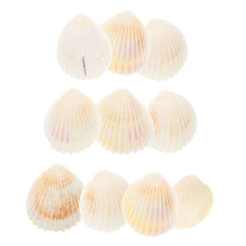 JECOMPRIS 10 Stück Deko Muscheln Für Den Strand Dekorative Muscheln Bastelmuscheln Muscheln Zur Dekoration Meerestier Ornamente Ziermuscheln Muschel Ornament Weiß JECOMPRIS 10 Stück Deko Muscheln Für Den Strand Dekorative Muscheln Bastelmuscheln Muscheln Zur Dekoration Meerestier Ornamente Ziermuscheln Muschel Ornament Weiß von JECOMPRIS