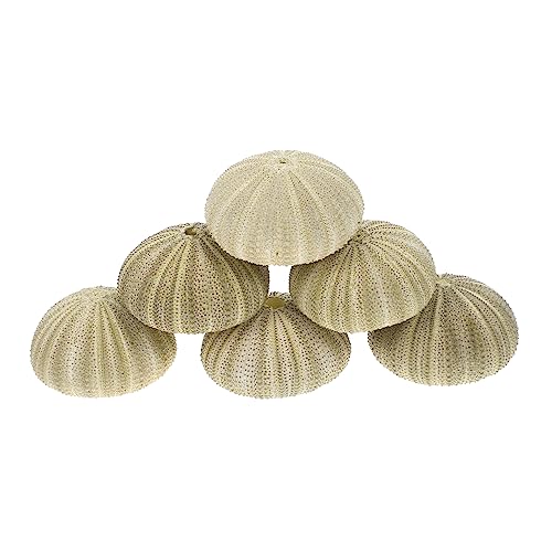 JECOMPRIS 6stücke Seeigel Gehäuse Dekoration Natürliche Luftpflanzenhalter Seeigel Muschel Töpfe Ornament Accessoire Pflanzen Halter von JECOMPRIS