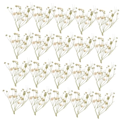 JECOMPRIS Getrocknete Schleierkraut Trockenblumensträuß für Vase Dekoration Natürliches Weißes DIY Blumenmaterial Pflegeleicht Geeignet für Hochzeit Party Rustikale Wohnkultur pro Packung JECOMPRIS Getrocknete Schleierkraut Trockenblumensträuß für Vase Dekoration Natürliches Weißes DIY Blumenmaterial Pflegeleicht Geeignet für Hochzeit Party Rustikale Wohnkultur pro Packung von JECOMPRIS