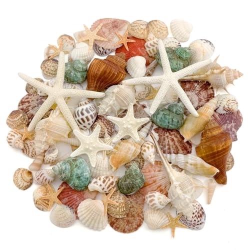 Muscheln Zum Basteln, ca. 400g Natürliche Muscheln Deko 3-10cm Muscheln und Seesterne Deko für Geburtstage mit Meerjungfrauenthema Hochzeiten am Meer Kerzen mit Meeresthema Seifen Vasenfüller Aquarien von JETOP