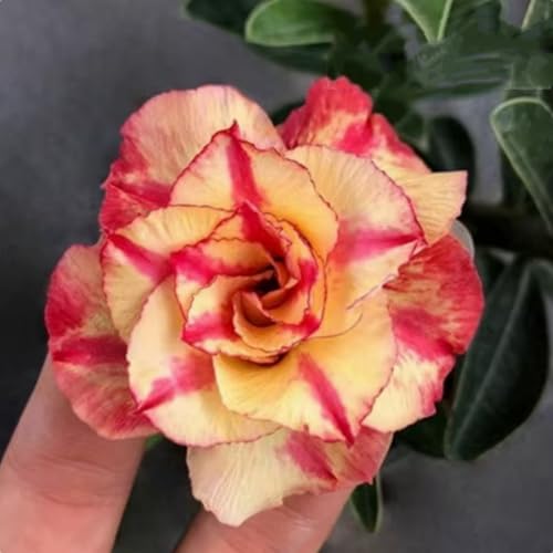 Adenium obesum (Wüstenrose) - Winterharte Sukkulenten-Zwiebeln, pflegeleicht für Topf & Terrasse, seltene exotische Pflanze-1 zwiebel-J von JFFNMFM