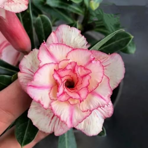 Adenium obesum (Wüstenrose) - Winterharte Sukkulenten-Zwiebeln, pflegeleicht für Topf & Terrasse, seltene exotische Pflanze-2 zwiebeln-B von JFFNMFM