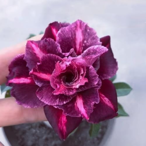 Adenium obesum (Wüstenrose) - Winterharte Sukkulenten-Zwiebeln, pflegeleicht für Topf & Terrasse, seltene exotische Pflanze-2 zwiebeln-G von JFFNMFM