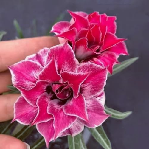 Adenium obesum (Wüstenrose) - Winterharte Sukkulenten-Zwiebeln, pflegeleicht für Topf & Terrasse, seltene exotische Pflanze-2 zwiebeln-H von JFFNMFM