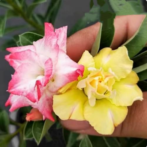 Adenium obesum (Wüstenrose) - Winterharte Sukkulenten-Zwiebeln, pflegeleicht für Topf & Terrasse, seltene exotische Pflanze-3 zwiebeln-C von JFFNMFM
