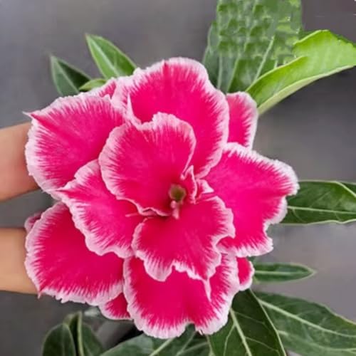 Adenium obesum (Wüstenrose) - Winterharte Sukkulenten-Zwiebeln, pflegeleicht für Topf & Terrasse, seltene exotische Pflanze-3 zwiebeln-E von JFFNMFM