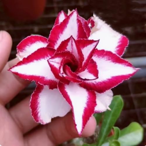 Adenium obesum (Wüstenrose) - Winterharte Sukkulenten-Zwiebeln, pflegeleicht für Topf & Terrasse, seltene exotische Pflanze-4 zwiebeln-I von JFFNMFM