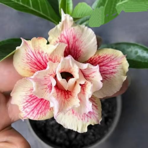 Adenium obesum (Wüstenrose) - Winterharte Sukkulenten-Zwiebeln, pflegeleicht für Topf & Terrasse, seltene exotische Pflanze-5 zwiebeln-A von JFFNMFM