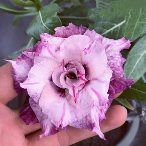Adenium obesum (Wüstenrose) - Winterharte Sukkulenten-Zwiebeln, pflegeleicht für Topf & Terrasse, seltene exotische Pflanze-5 zwiebeln-D von JFFNMFM
