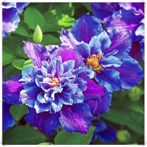 Ausgezeichnete Clematis-Zwiebeln – winterharte, mehrjährige Blume – wunderschöne Blüten – pflegeleicht – geeignet für Gärten und Innenräume-15 zwiebeln-G Ausgezeichnete Clematis-Zwiebeln – winterharte, mehrjährige Blume – wunderschöne Blüten – pflegeleicht – geeignet für Gärten und Innenräume-15 zwiebeln-G von JFFNMFM