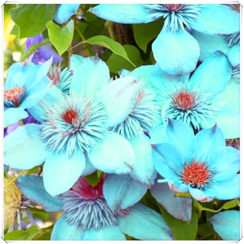 Ausgezeichnete Clematis-Zwiebeln – winterharte, mehrjährige Blume – wunderschöne Blüten – pflegeleicht – geeignet für Gärten und Innenräume-6 zwiebeln-A Ausgezeichnete Clematis-Zwiebeln – winterharte, mehrjährige Blume – wunderschöne Blüten – pflegeleicht – geeignet für Gärten und Innenräume-6 zwiebeln-A von JFFNMFM
