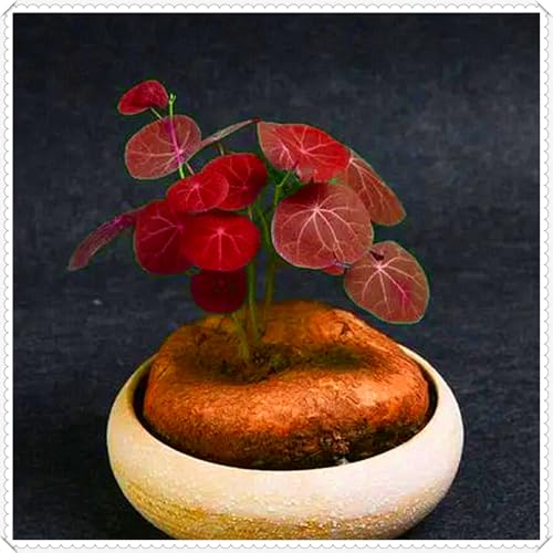 Bergschildkröte/Stephania – eine winterharte Staude, geeignet für Topfpflanzen zu Hause und im Büro, pflegeleicht und langlebig-4 rhizome-C Bergschildkröte/Stephania – eine winterharte Staude, geeignet für Topfpflanzen zu Hause und im Büro, pflegeleicht und langlebig-4 rhizome-C von JFFNMFM