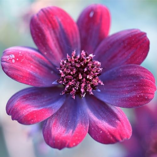 Brilliant Anemonen Zwiebeln - winterharte mehrjährige Zwiebeln mit langer Blütezeit - geeignet für Beete, Kübel und Gärten - Blühpflanzen-5 zwiebeln-I Brilliant Anemonen Zwiebeln - winterharte mehrjährige Zwiebeln mit langer Blütezeit - geeignet für Beete, Kübel und Gärten - Blühpflanzen-5 zwiebeln-I von JFFNMFM