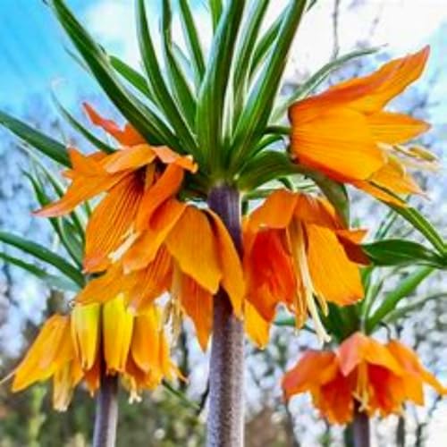 Brilliant Fritillaria Zwiebeln – winterharte, mehrjährige Zwiebelpflanzen mit langer Blütezeit – pflegeleicht, geeignet für Beete und Kübel.-10 Zwiebeln-H Brilliant Fritillaria Zwiebeln – winterharte, mehrjährige Zwiebelpflanzen mit langer Blütezeit – pflegeleicht, geeignet für Beete und Kübel.-10 Zwiebeln-H von JFFNMFM