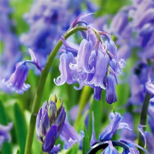 Brilliant Fritillaria Zwiebeln – winterharte, mehrjährige Zwiebelpflanzen mit langer Blütezeit – pflegeleicht, geeignet für Beete und Kübel.-8 Zwiebeln-E Brilliant Fritillaria Zwiebeln – winterharte, mehrjährige Zwiebelpflanzen mit langer Blütezeit – pflegeleicht, geeignet für Beete und Kübel.-8 Zwiebeln-E von JFFNMFM