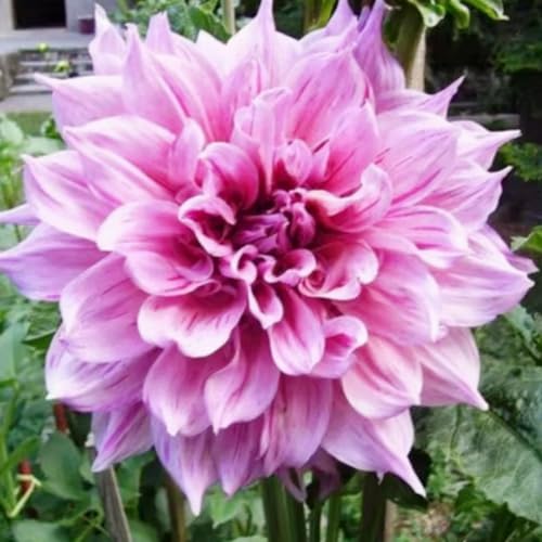 Dahlienknollen Premium - Hohe Keimrate - Einfach anzubauen | Garten/Balkon-10 zwiebeln-D Dahlienknollen Premium - Hohe Keimrate - Einfach anzubauen | Garten/Balkon-10 zwiebeln-D von JFFNMFM