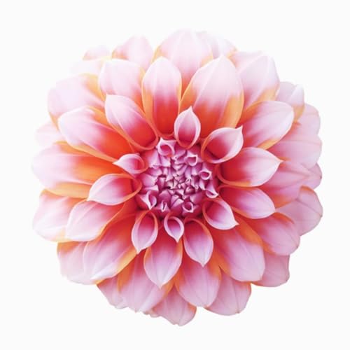 Dahlienknollen Premium - Hohe Keimrate - Einfach anzubauen | Garten/Balkon-6 zwiebeln-A Dahlienknollen Premium - Hohe Keimrate - Einfach anzubauen | Garten/Balkon-6 zwiebeln-A von JFFNMFM