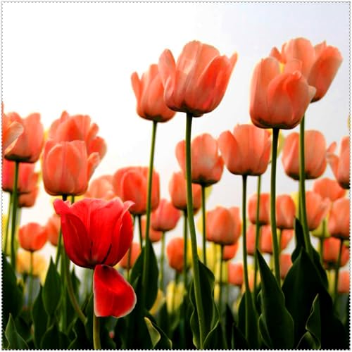 Duftende Tulpen – mehrjährig, selten, schön, winterhart, farbenfroh und ideal für Gärten und als Dekoration für das Zuhause.-10 rhizome-A von JFFNMFM