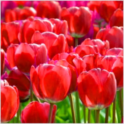 Duftende Tulpen – mehrjährig, selten, schön, winterhart, farbenfroh und ideal für Gärten und als Dekoration für das Zuhause.-10 rhizome-E von JFFNMFM