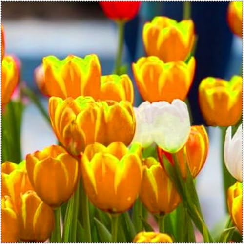 Duftende Tulpen – mehrjährig, selten, schön, winterhart, farbenfroh und ideal für Gärten und als Dekoration für das Zuhause.-15 rhizome-D von JFFNMFM