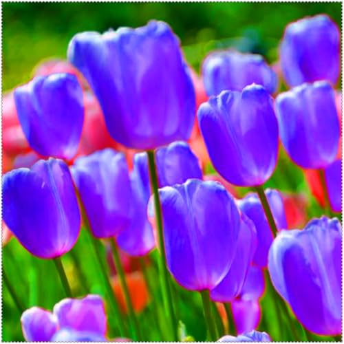 Duftende Tulpen – mehrjährig, selten, schön, winterhart, farbenfroh und ideal für Gärten und als Dekoration für das Zuhause.-15 rhizome-H von JFFNMFM