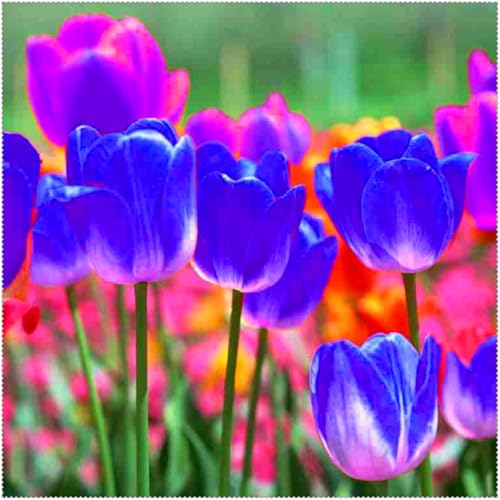 Duftende Tulpen – mehrjährig, selten, schön, winterhart, farbenfroh und ideal für Gärten und als Dekoration für das Zuhause.-3 rhizome-B von JFFNMFM